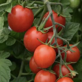Sugar Rush, (F1) Tomato Seeds